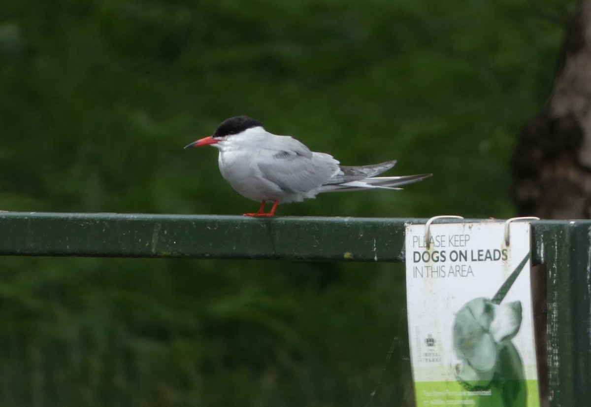 Common Tern - ML620303084