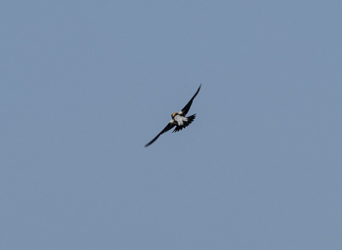 bobolink americký - ML620303085