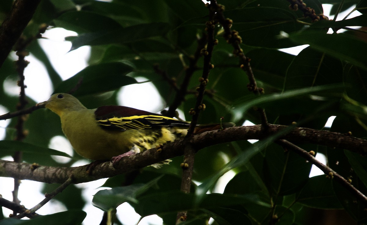 Gray-fronted Green-Pigeon - ML620303089