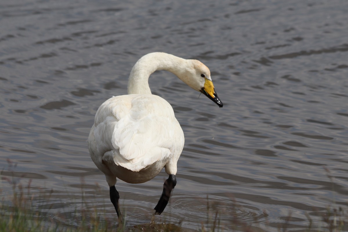 Whooper Swan - ML620303090