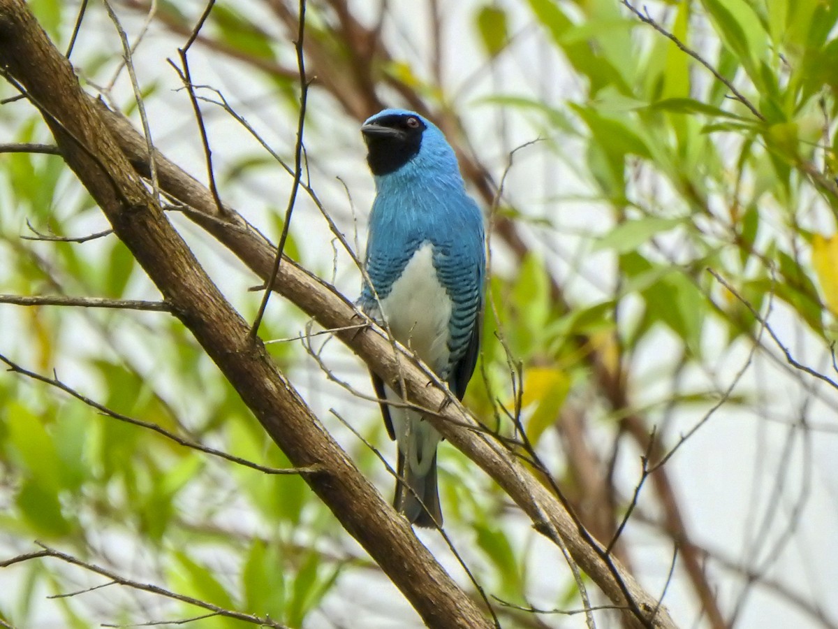 Swallow Tanager - ML620303091