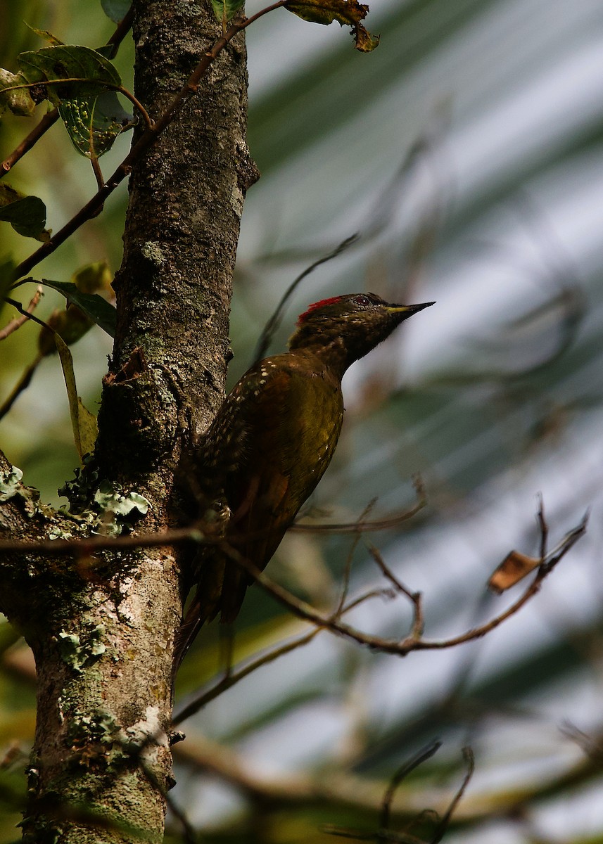 Lesser Yellownape - ML620303100