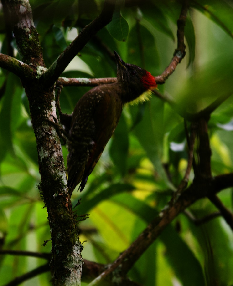 Lesser Yellownape - ML620303101