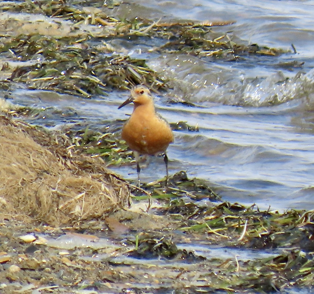 Red Knot - ML620303103