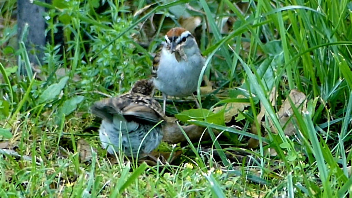 Chipping Sparrow - ML620303104