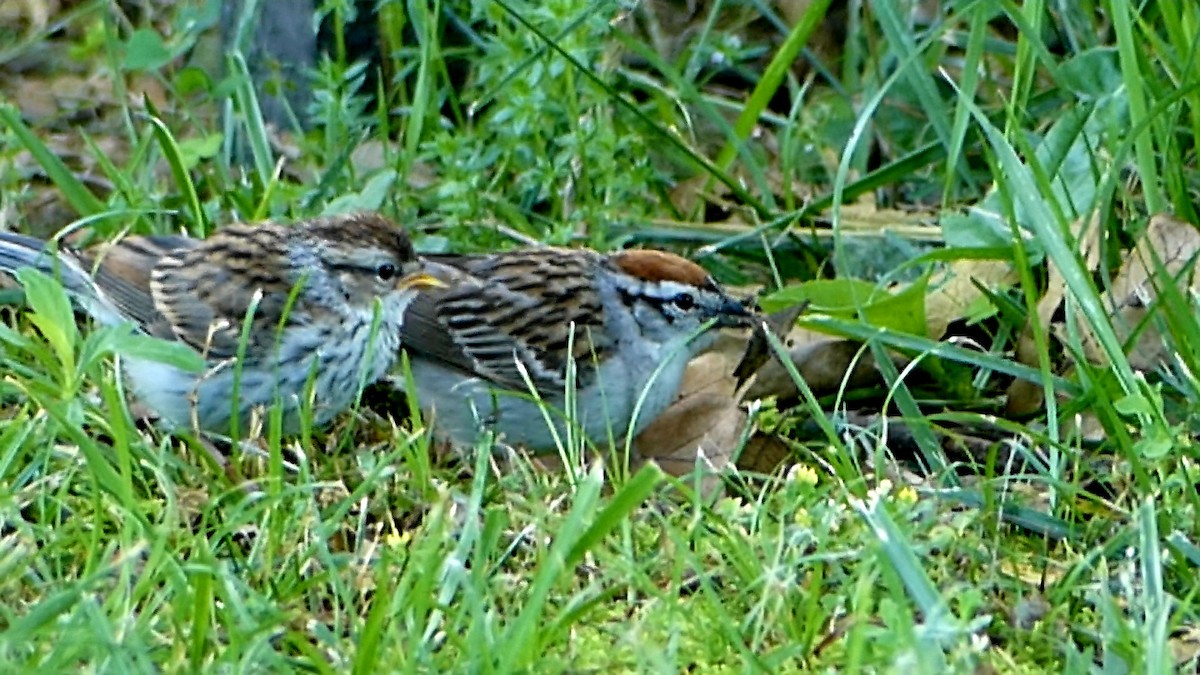 Chipping Sparrow - ML620303105