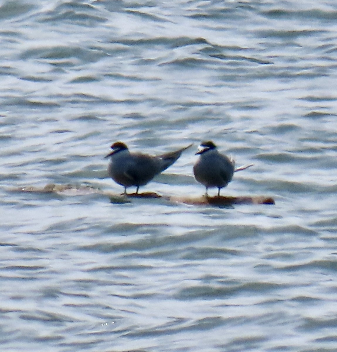 Aleutian Tern - ML620303110