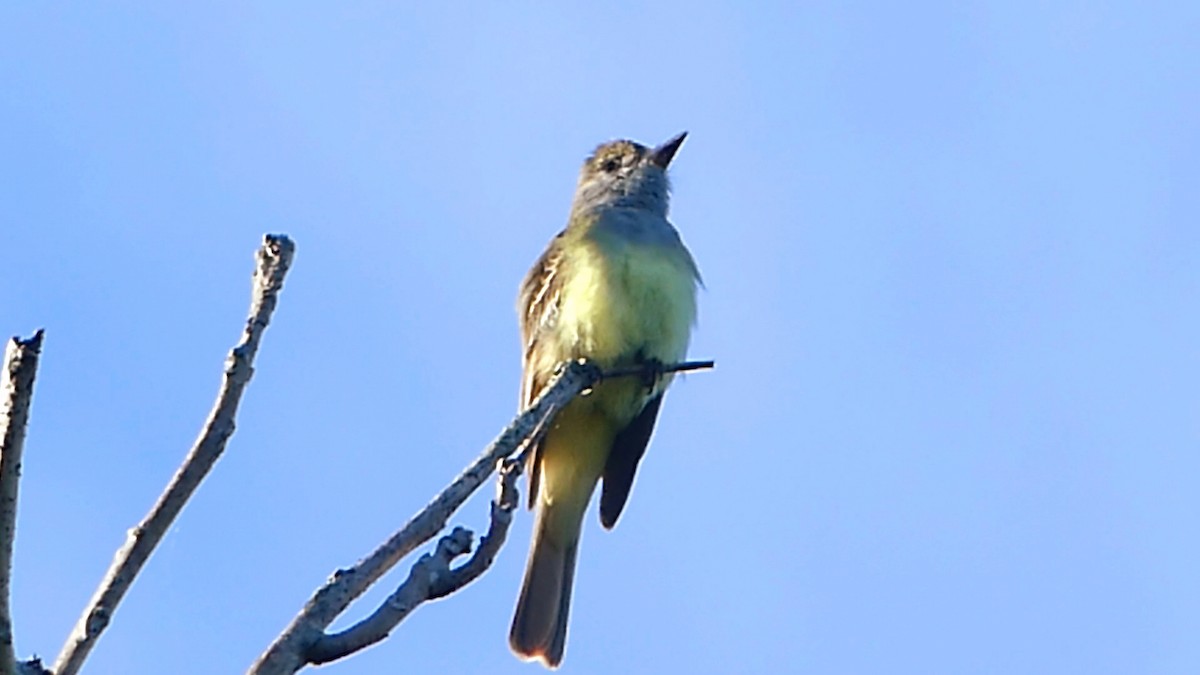 Great Crested Flycatcher - ML620303111