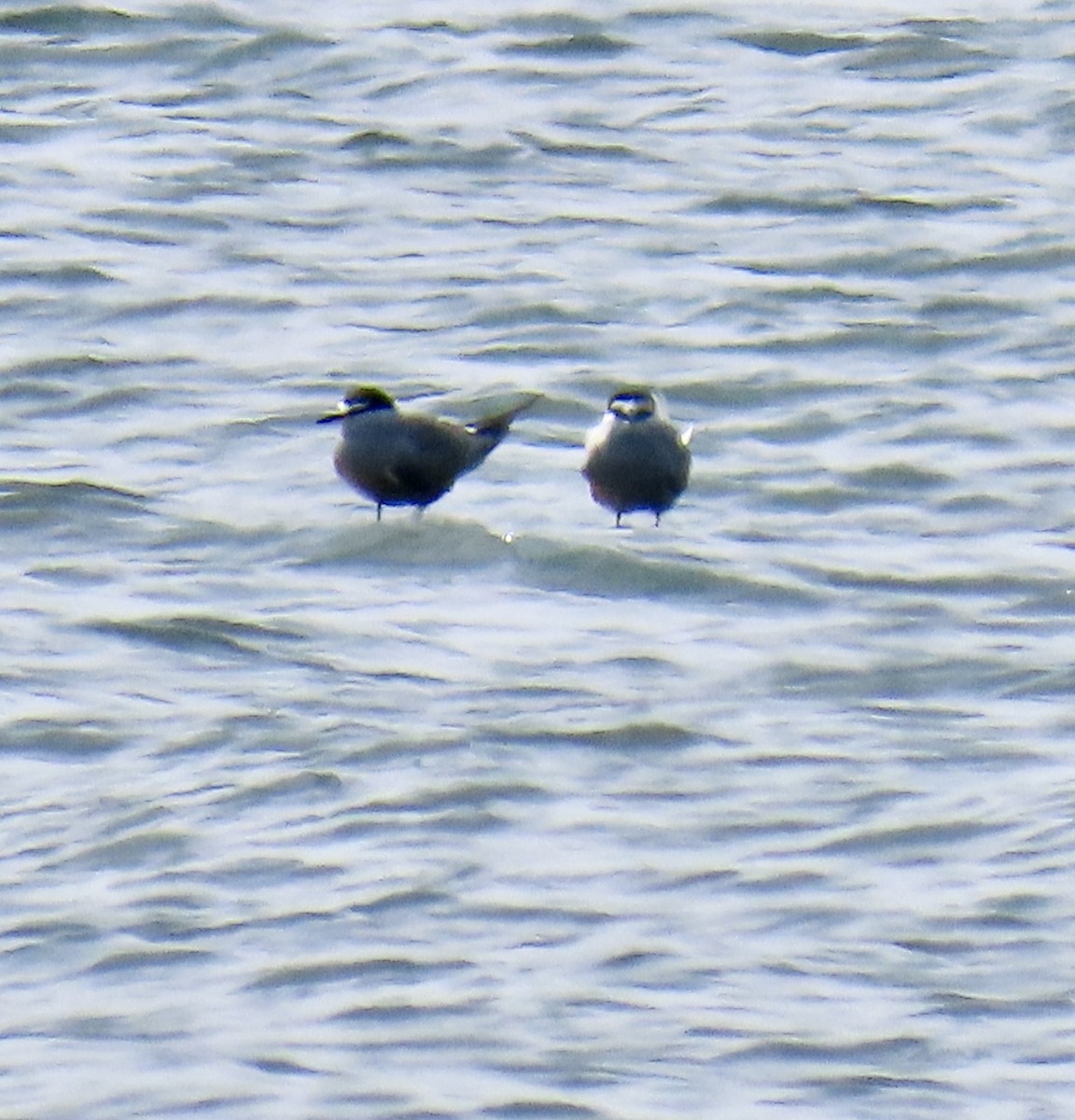 Aleutian Tern - ML620303112