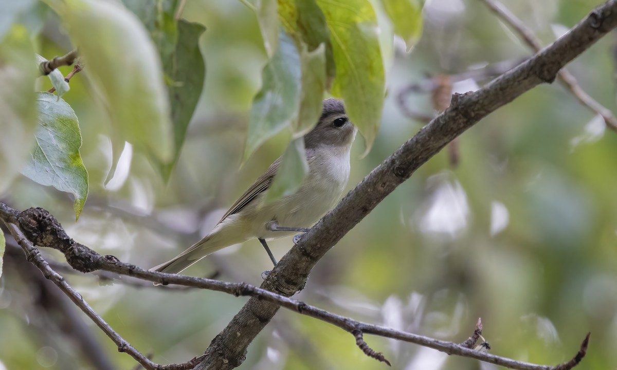 Warbling Vireo (Western) - ML620303113