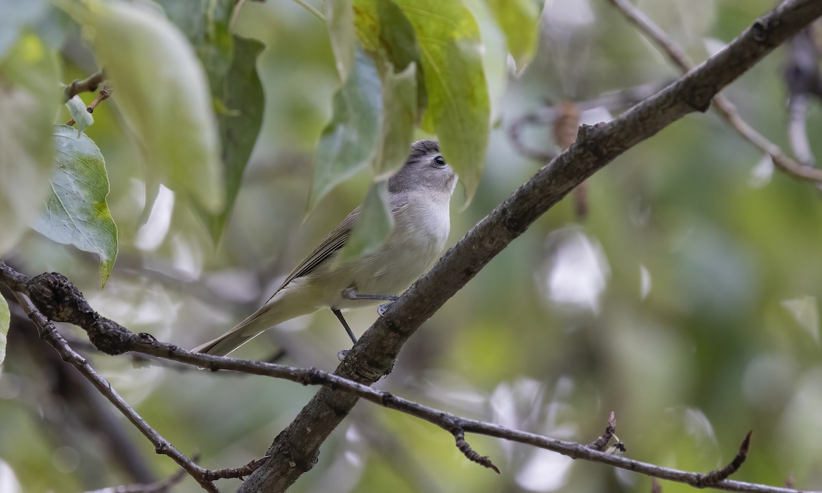 Vireo Gorjeador (grupo swainsoni) - ML620303114