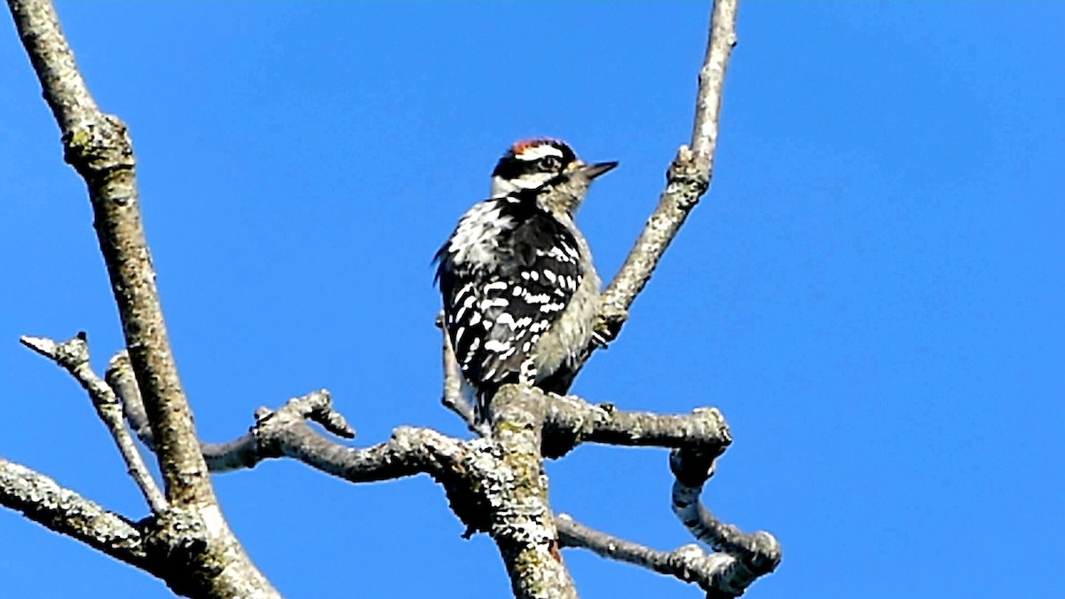 Downy Woodpecker - ML620303116
