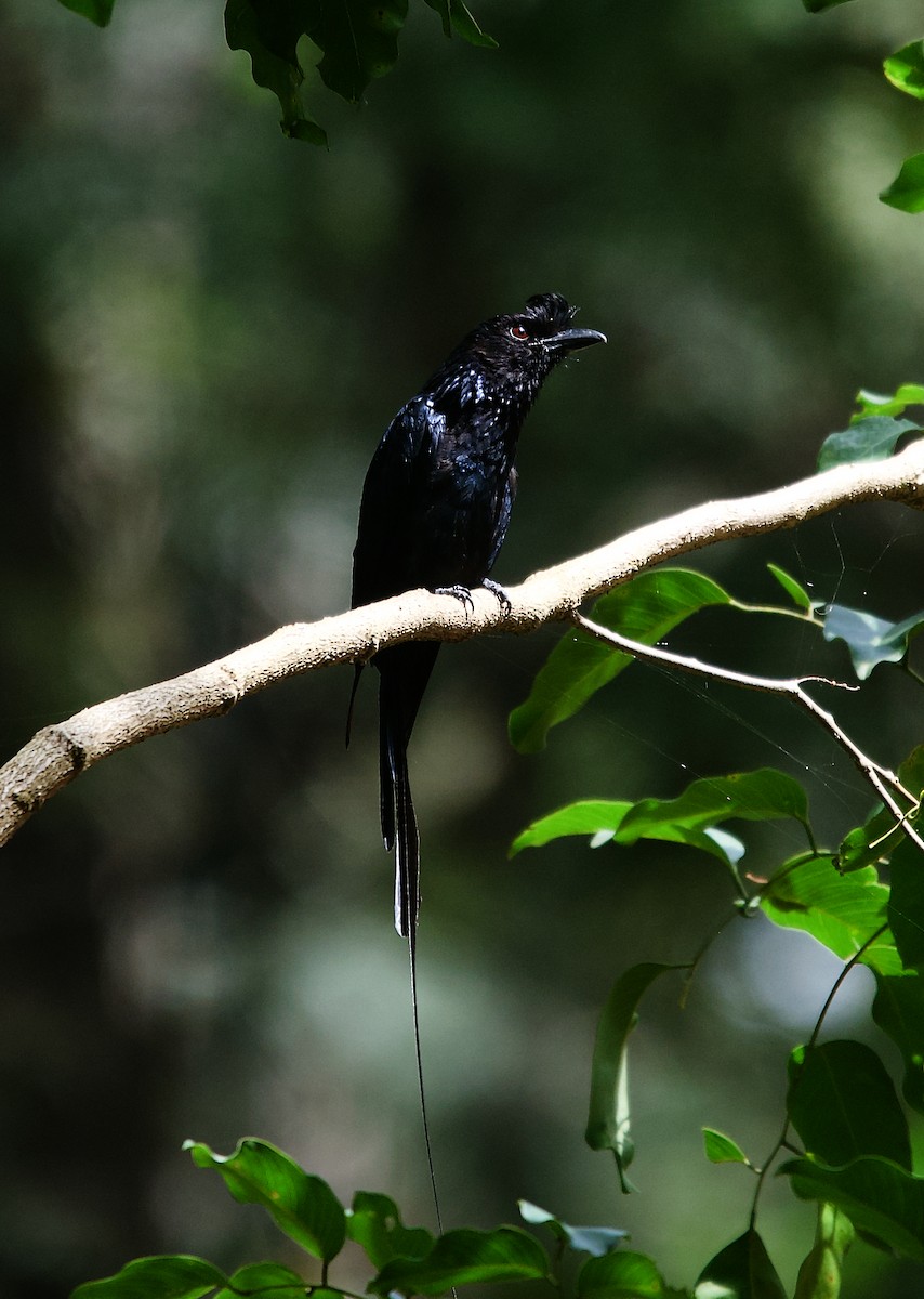 Drongo de Raquetas Grande - ML620303120