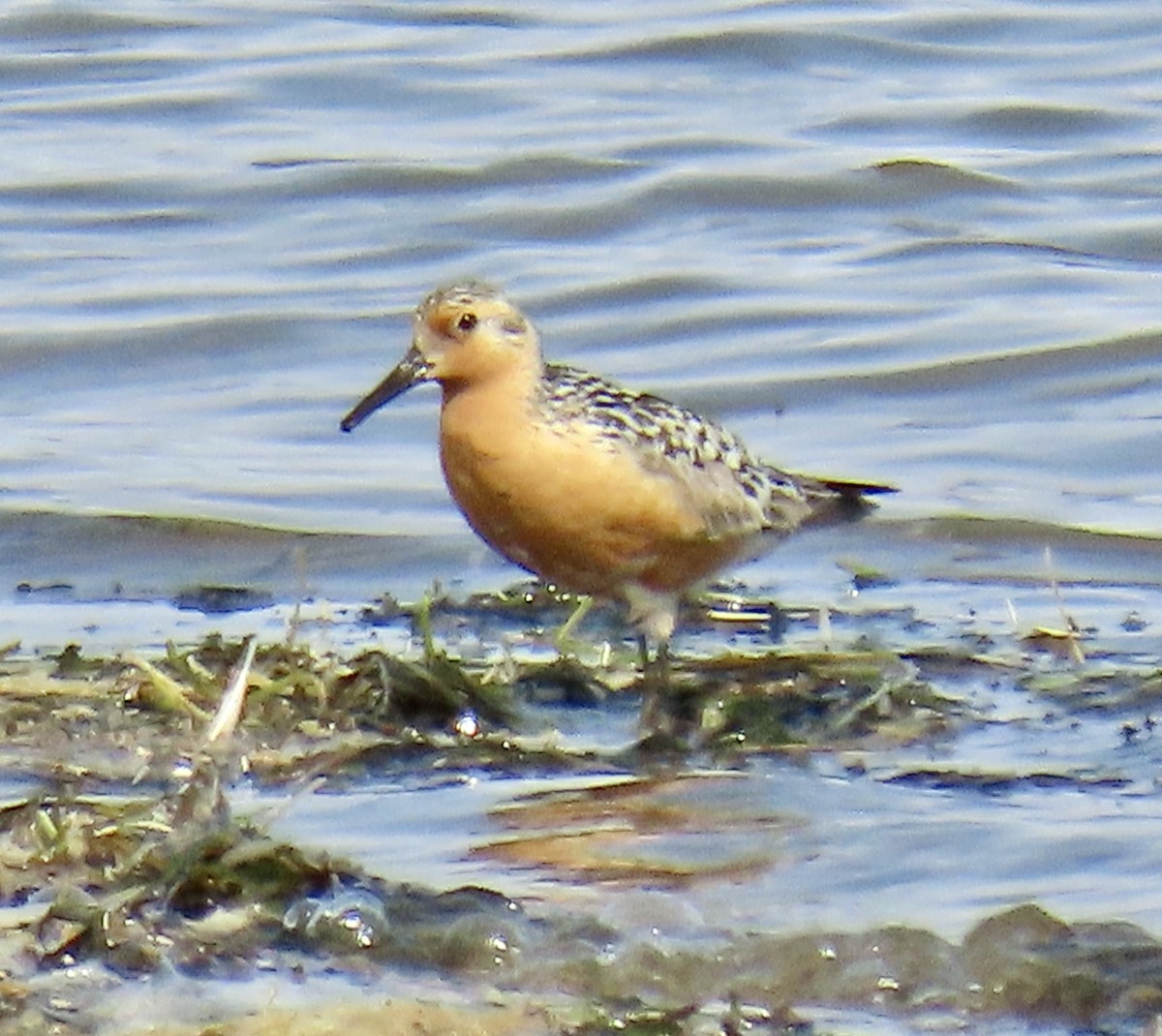 Red Knot - ML620303121