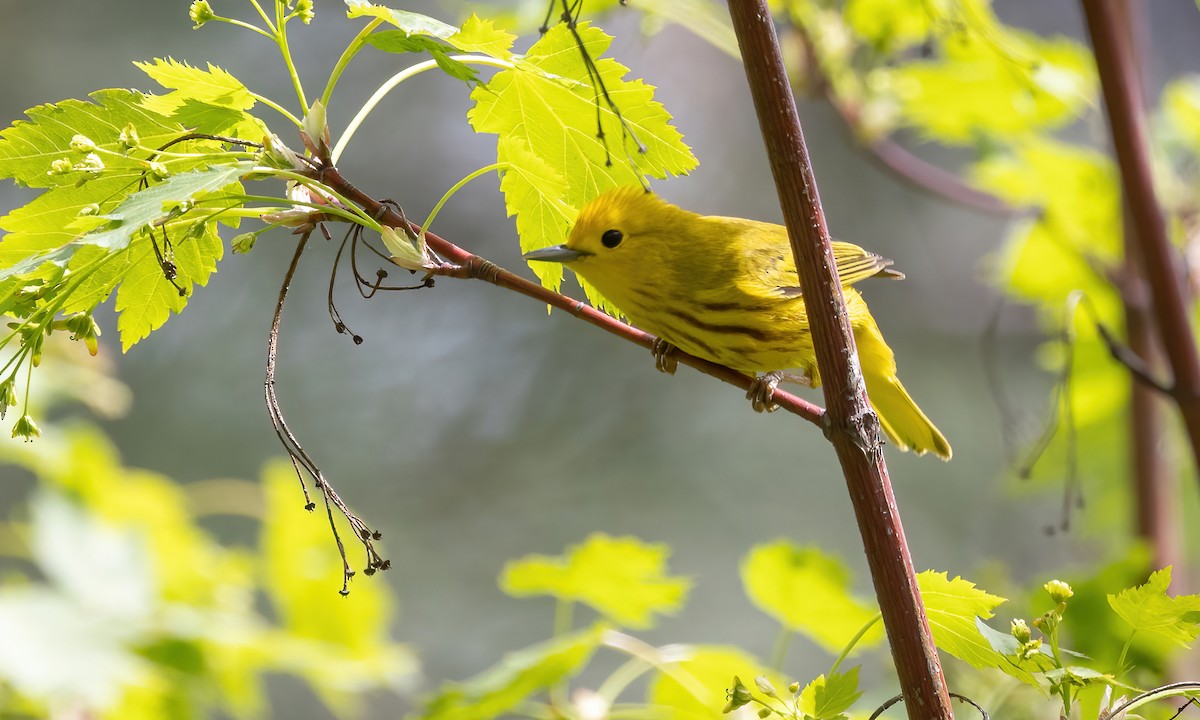 Yellow Warbler (Northern) - ML620303122