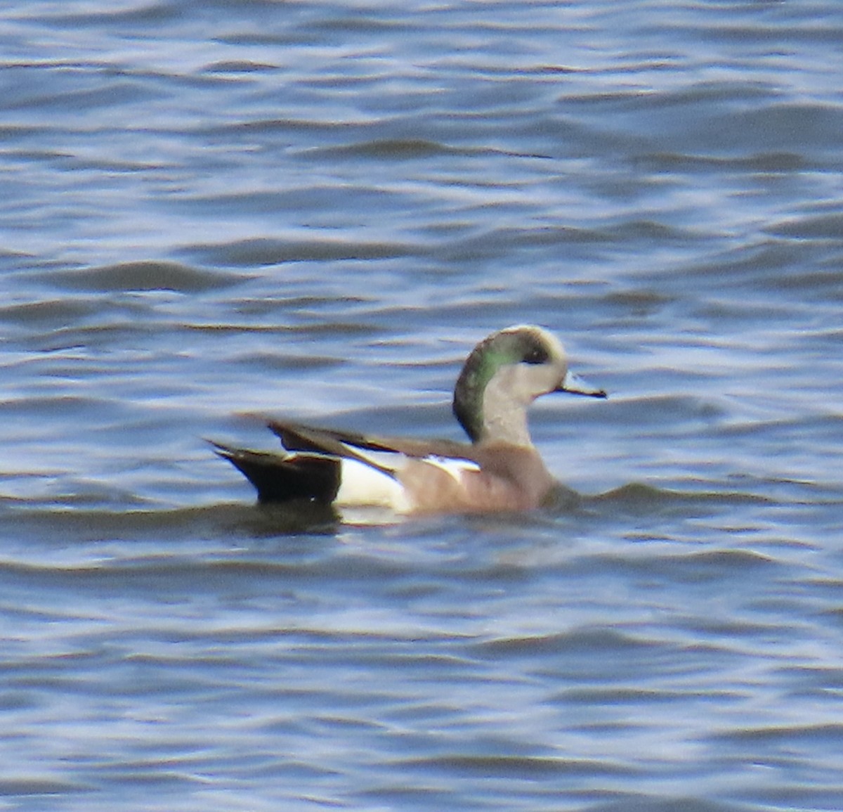 Canard d'Amérique - ML620303123