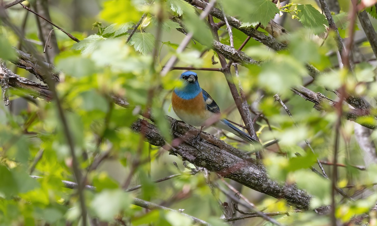 Lazuli Bunting - Paul Fenwick