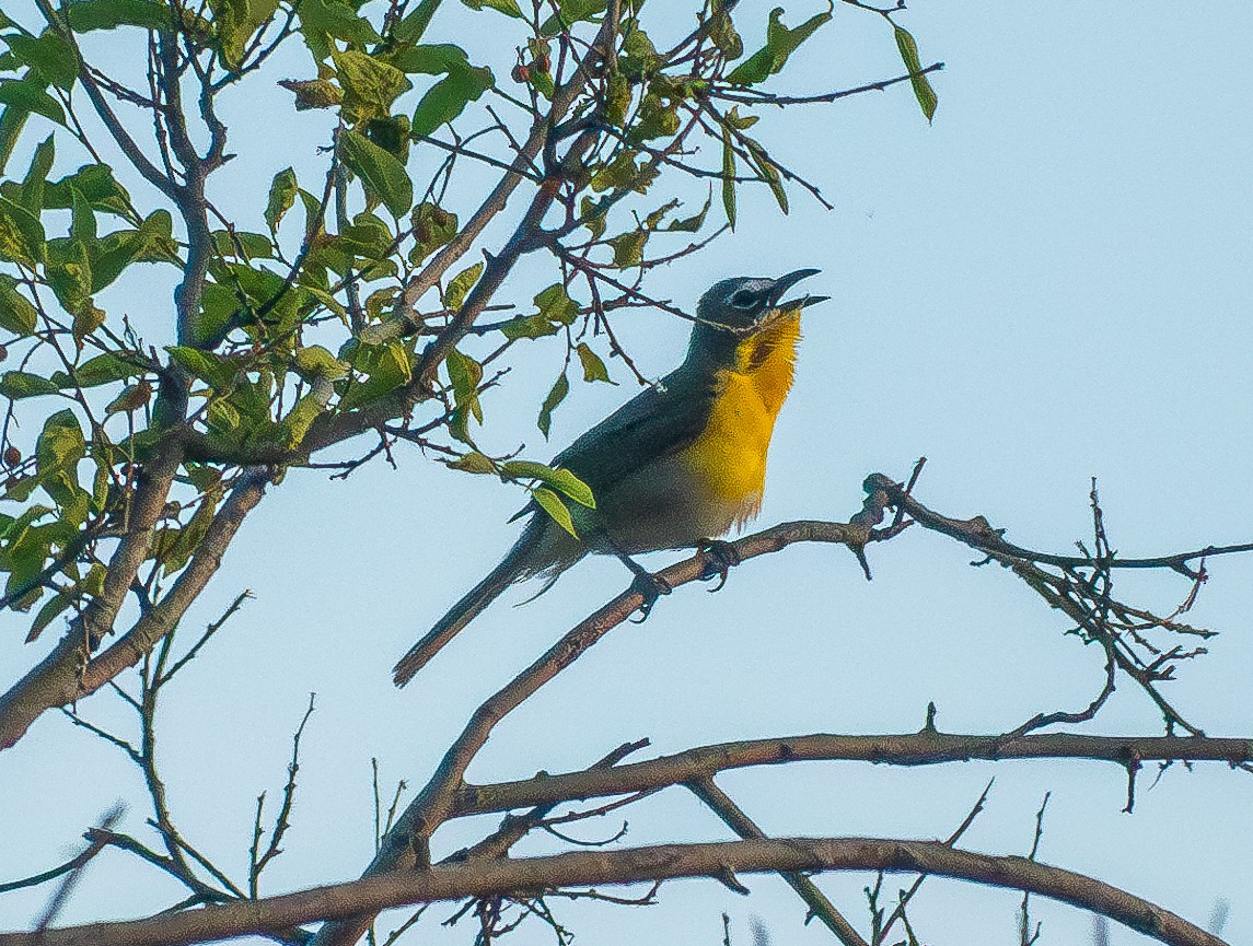 Yellow-breasted Chat - ML620303129