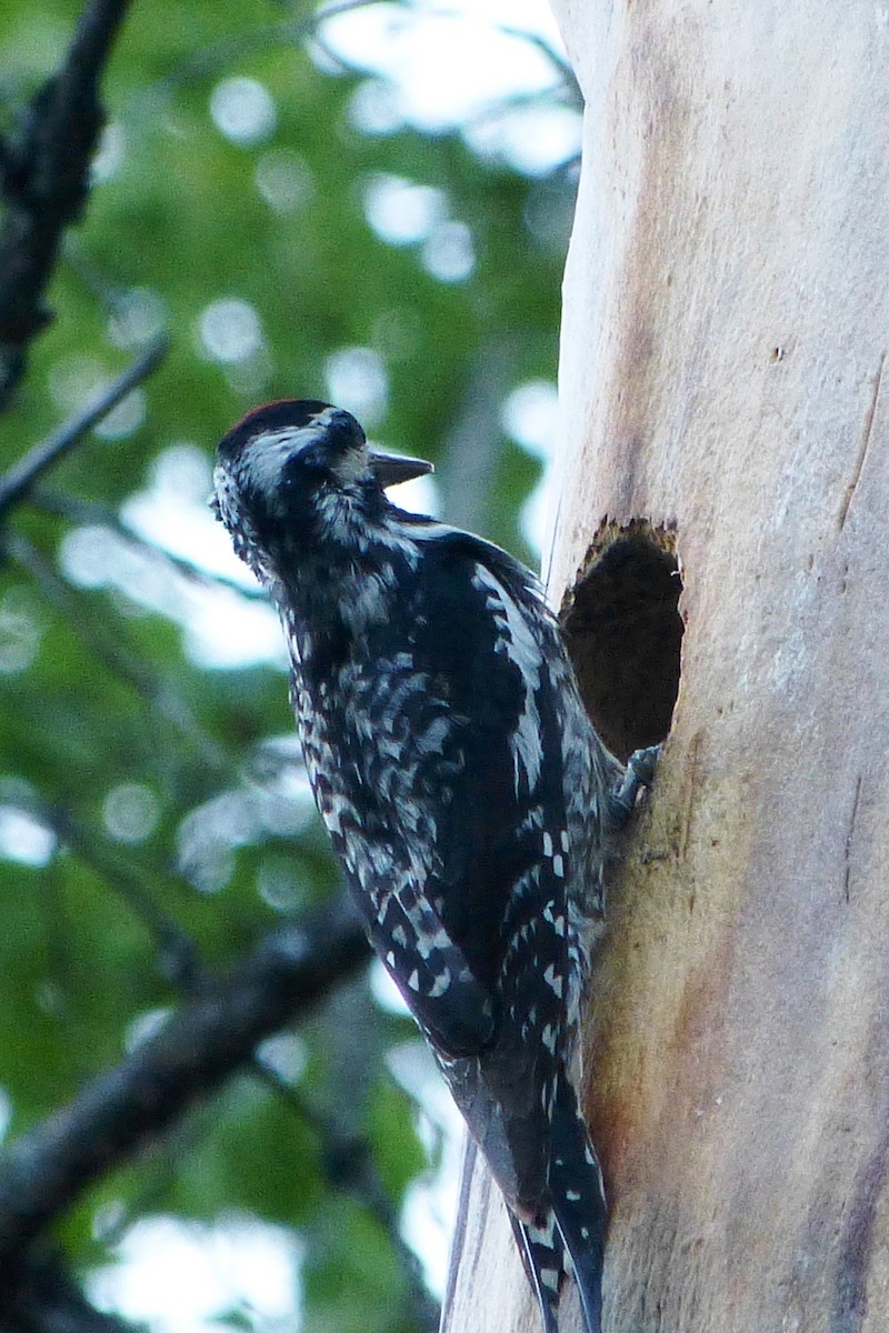 Yellow-bellied Sapsucker - ML620303133