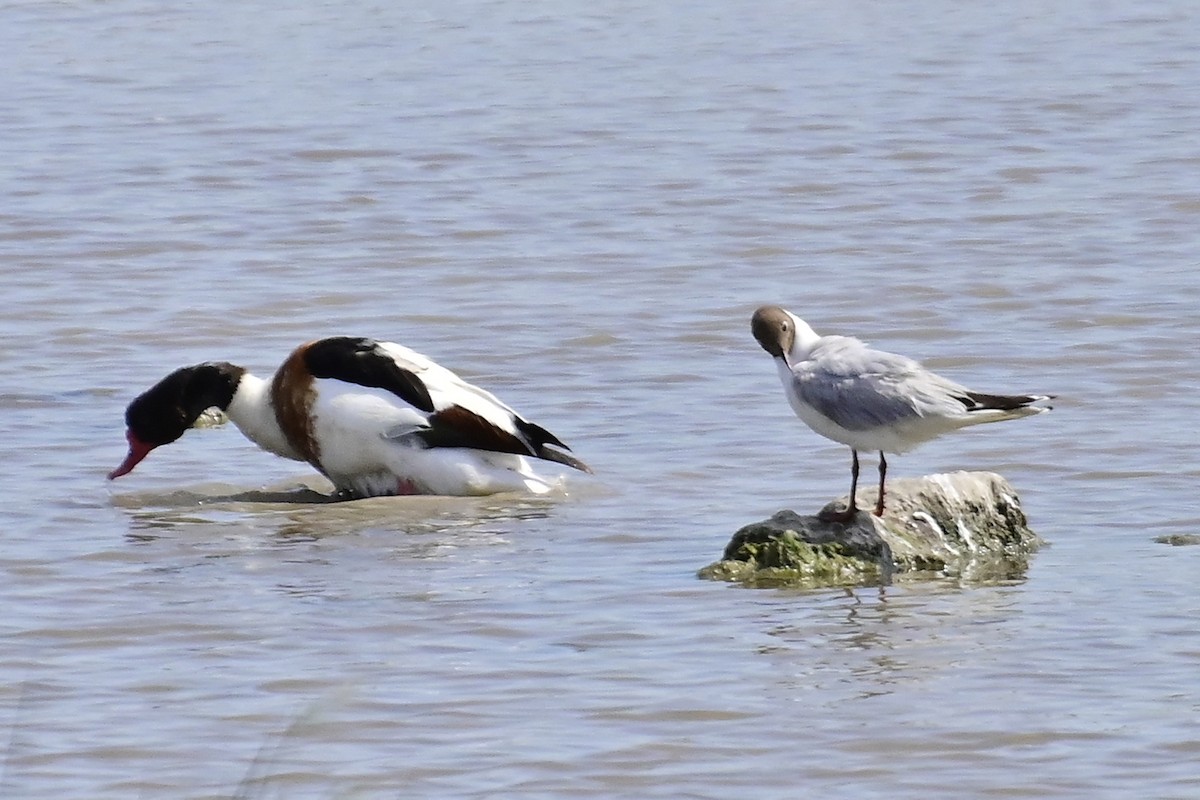 Mouette rieuse - ML620303138