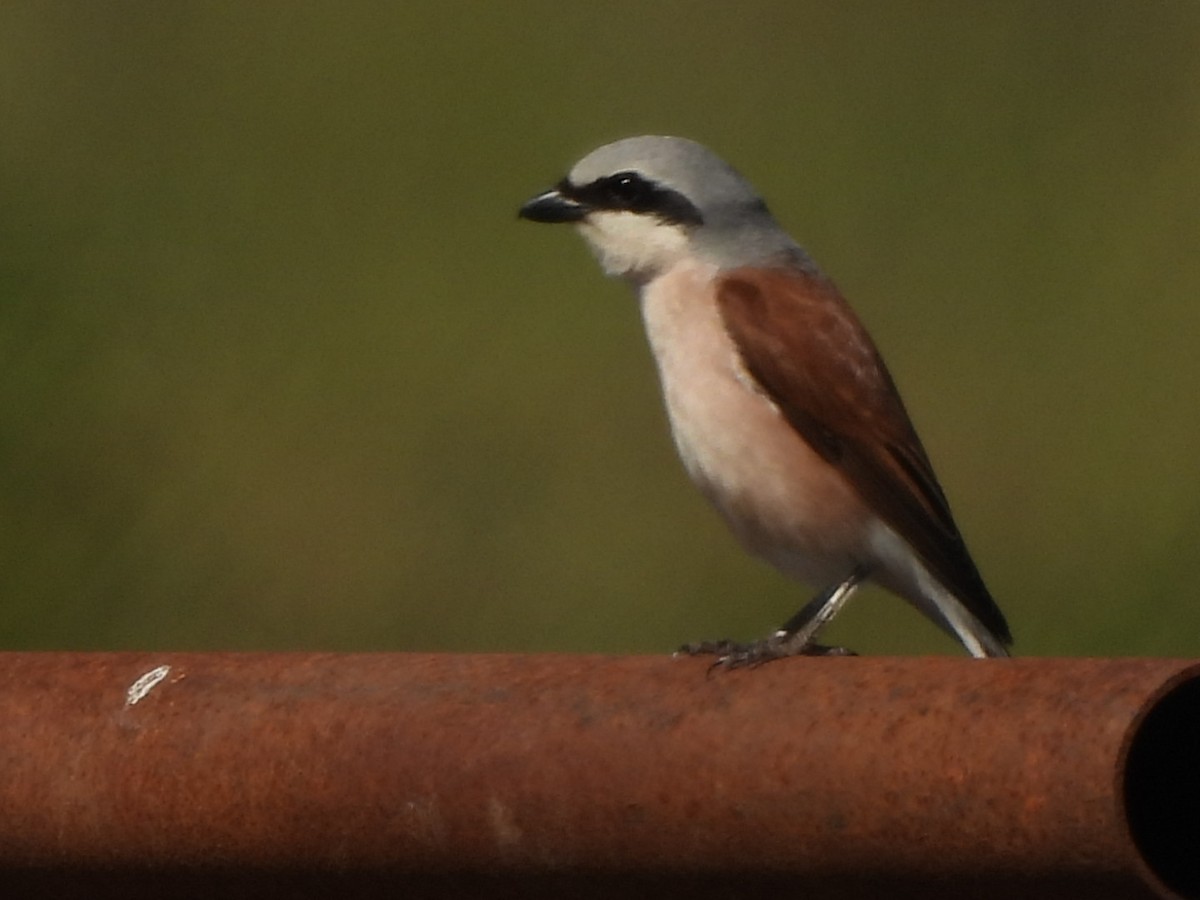 Red-backed Shrike - karen  leonhardt