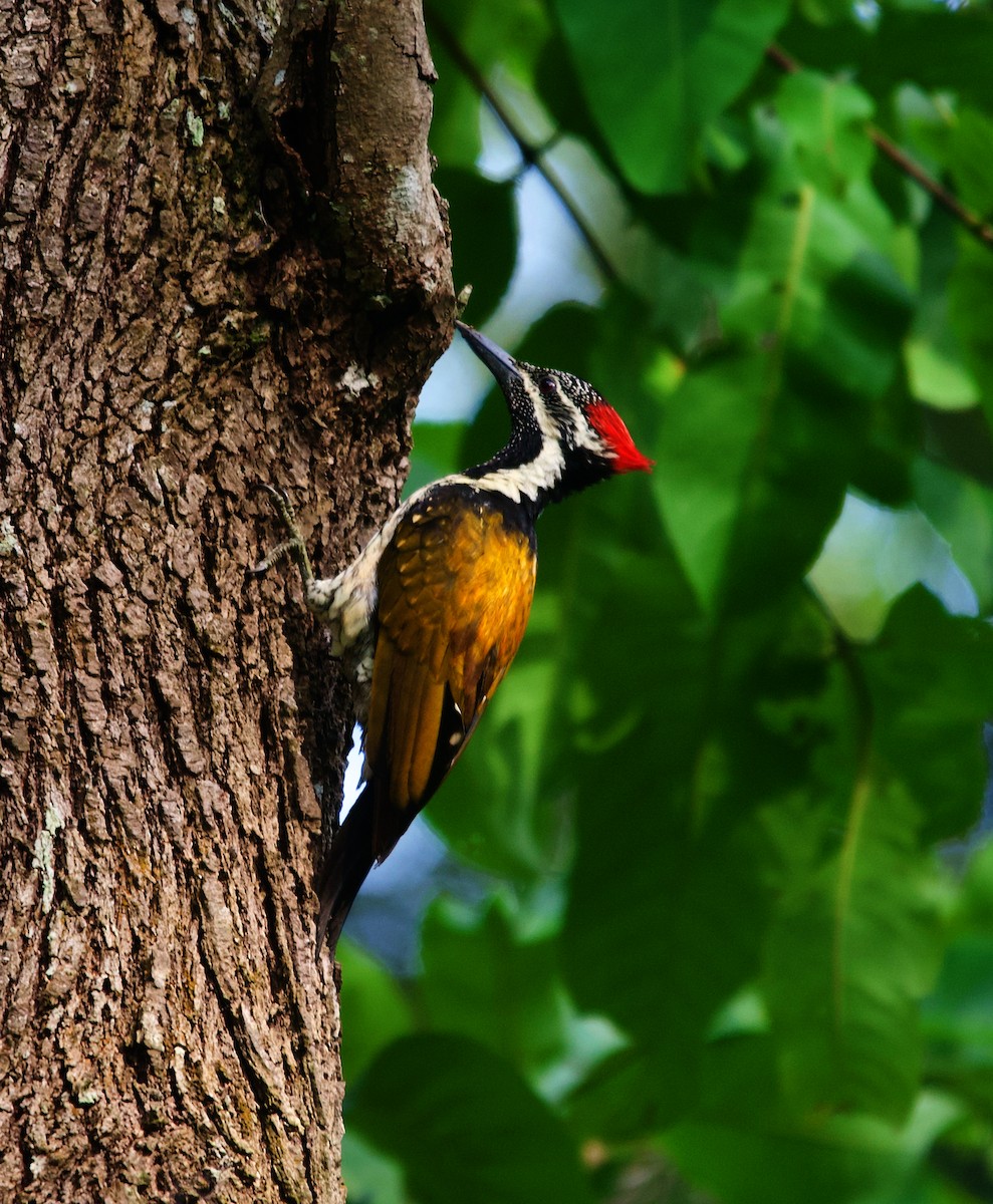 Black-rumped Flameback - ML620303145