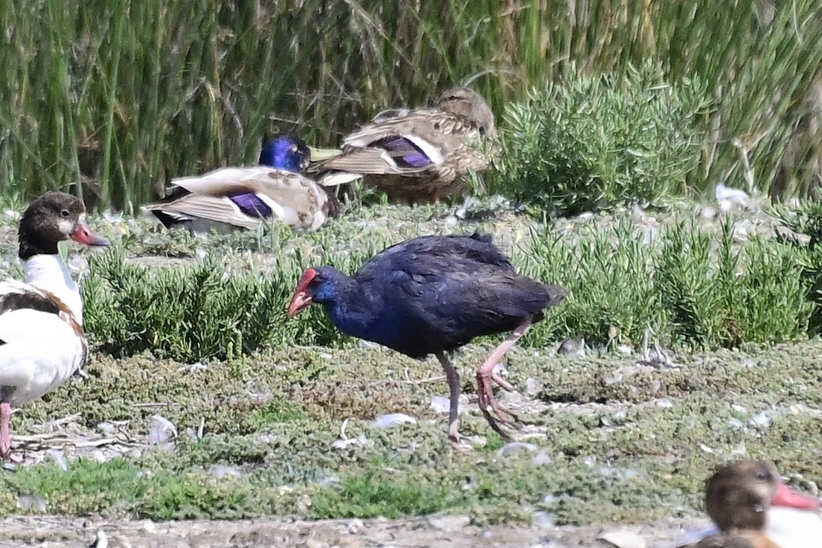 Western Swamphen - ML620303150