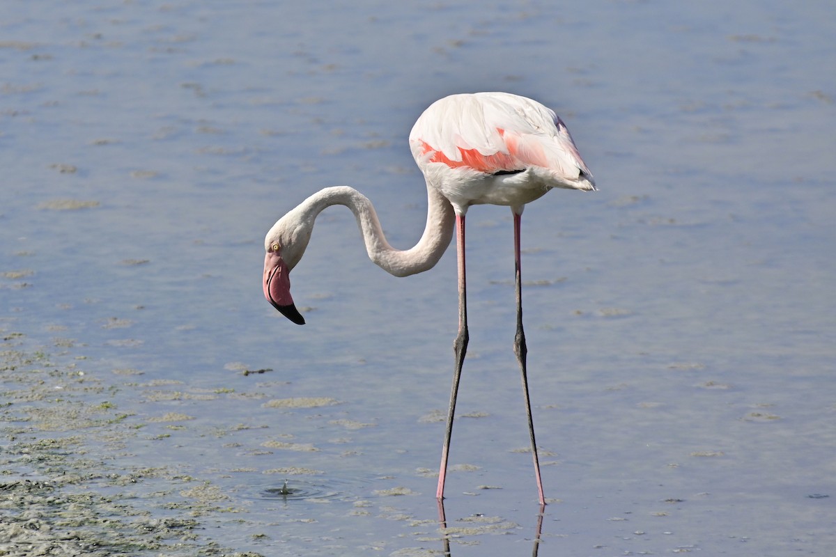 Flamingo - ML620303155