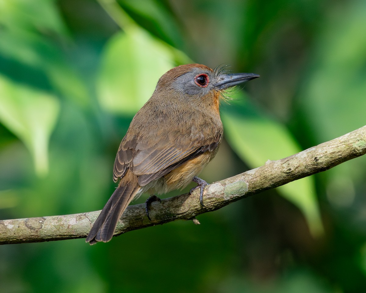 Gray-cheeked Nunlet - Josanel Sugasti -photographyandbirdingtourspanama