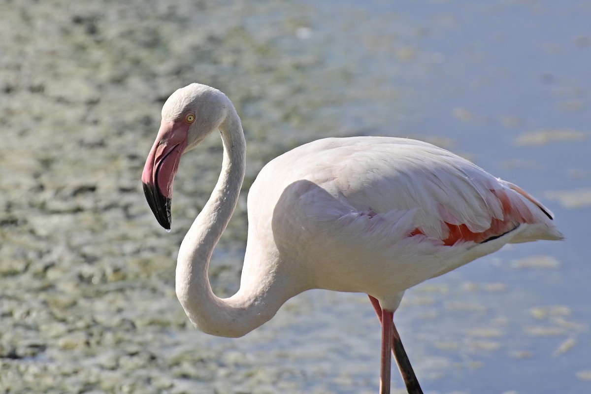 Flamingo - ML620303166