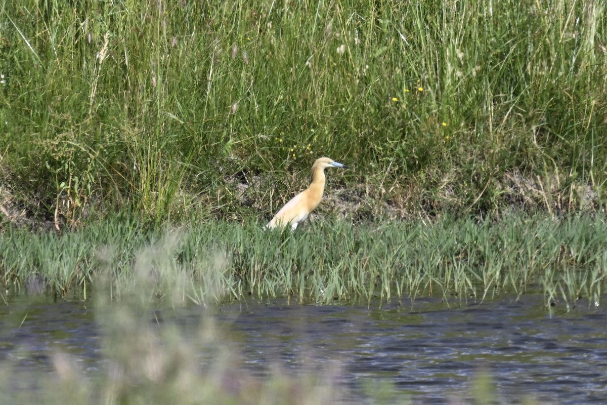 Squacco Heron - ML620303167