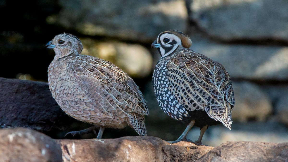 Montezuma Quail - ML620303168