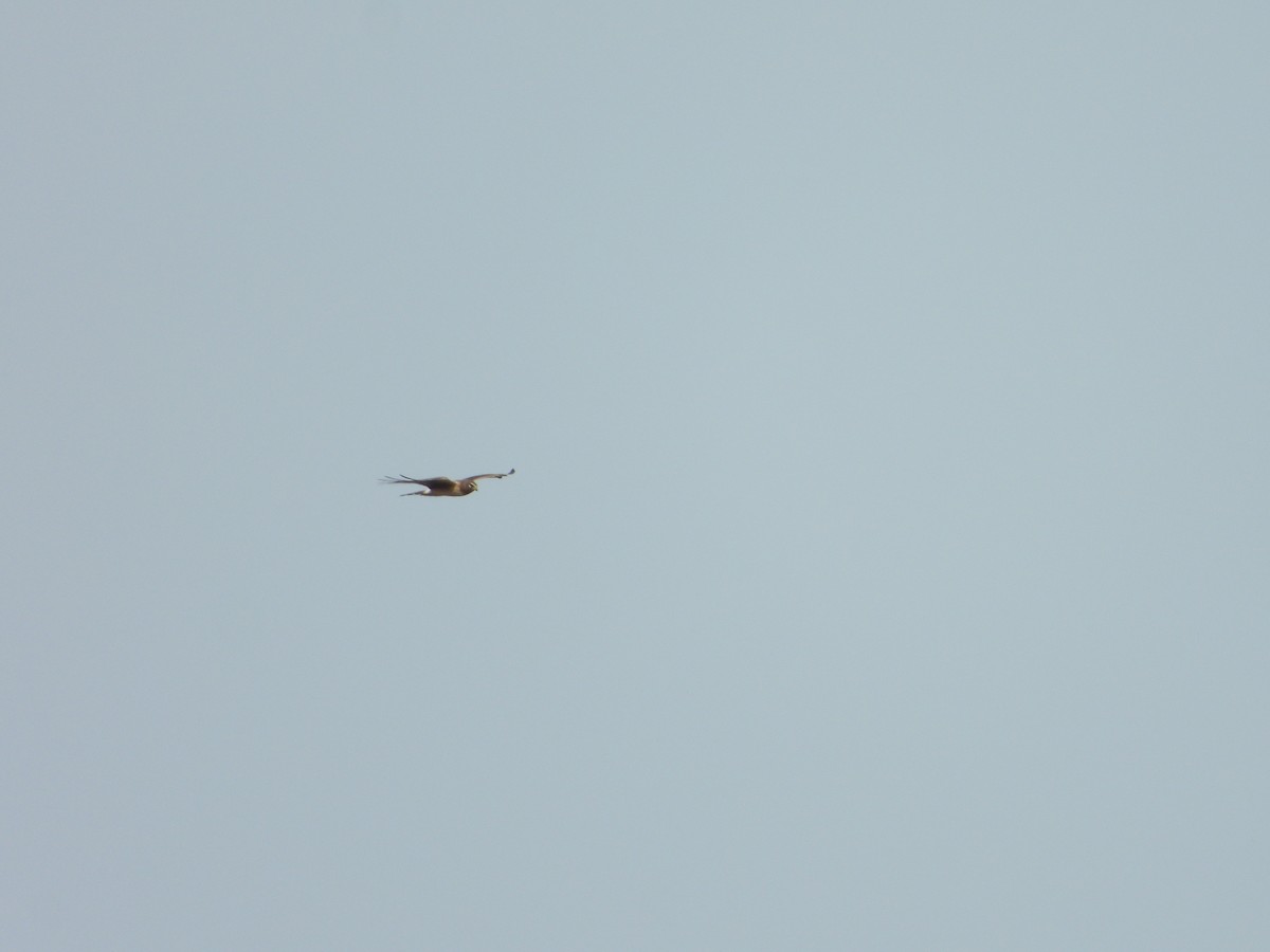 Northern Harrier - ML620303170