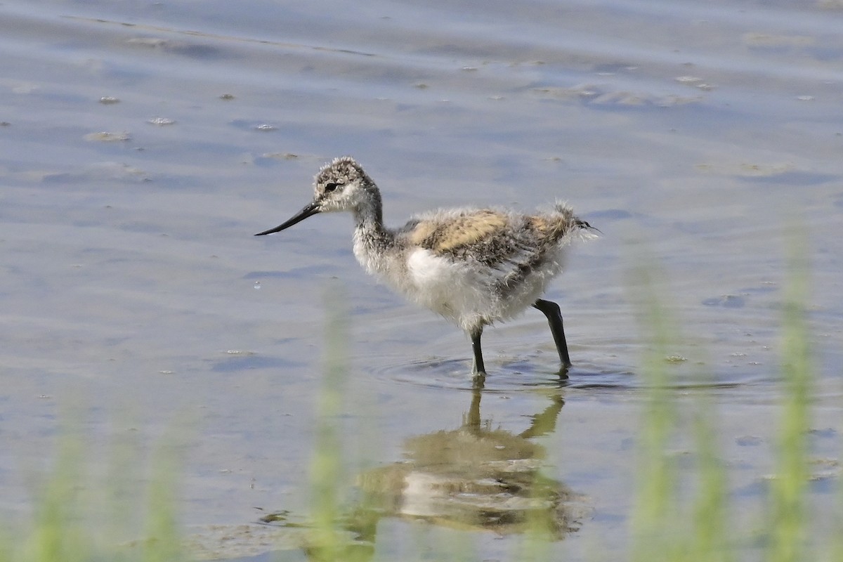 Avocette élégante - ML620303174