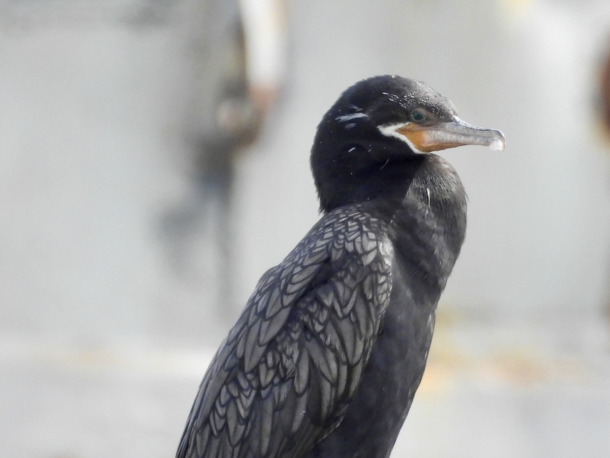 Neotropic Cormorant - ML620303185