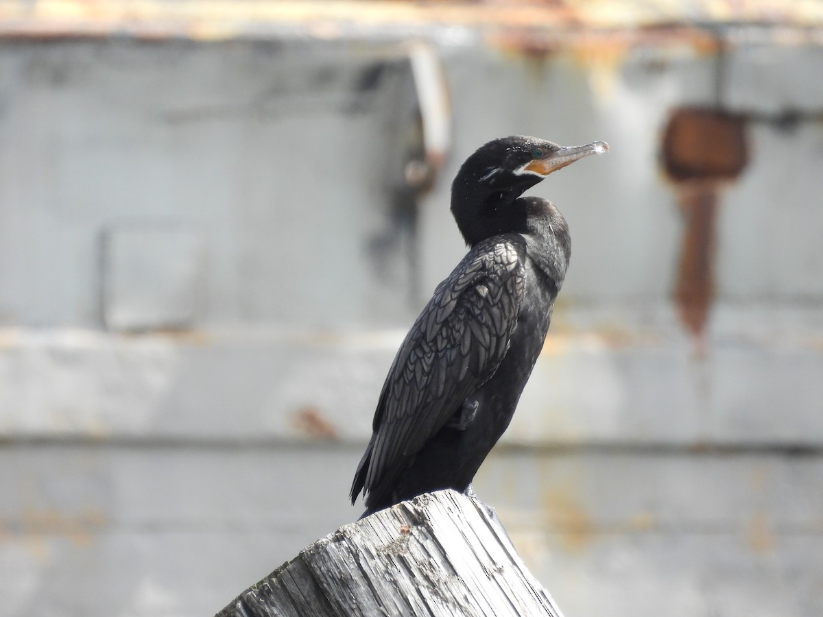 Neotropic Cormorant - ML620303186