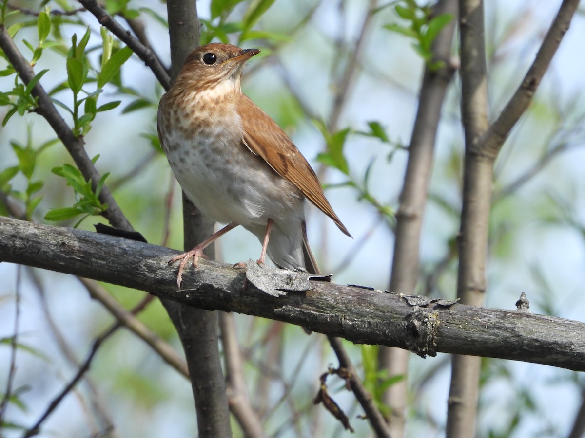 Veery - ML620303196