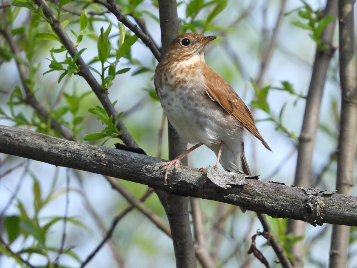 Veery - ML620303197