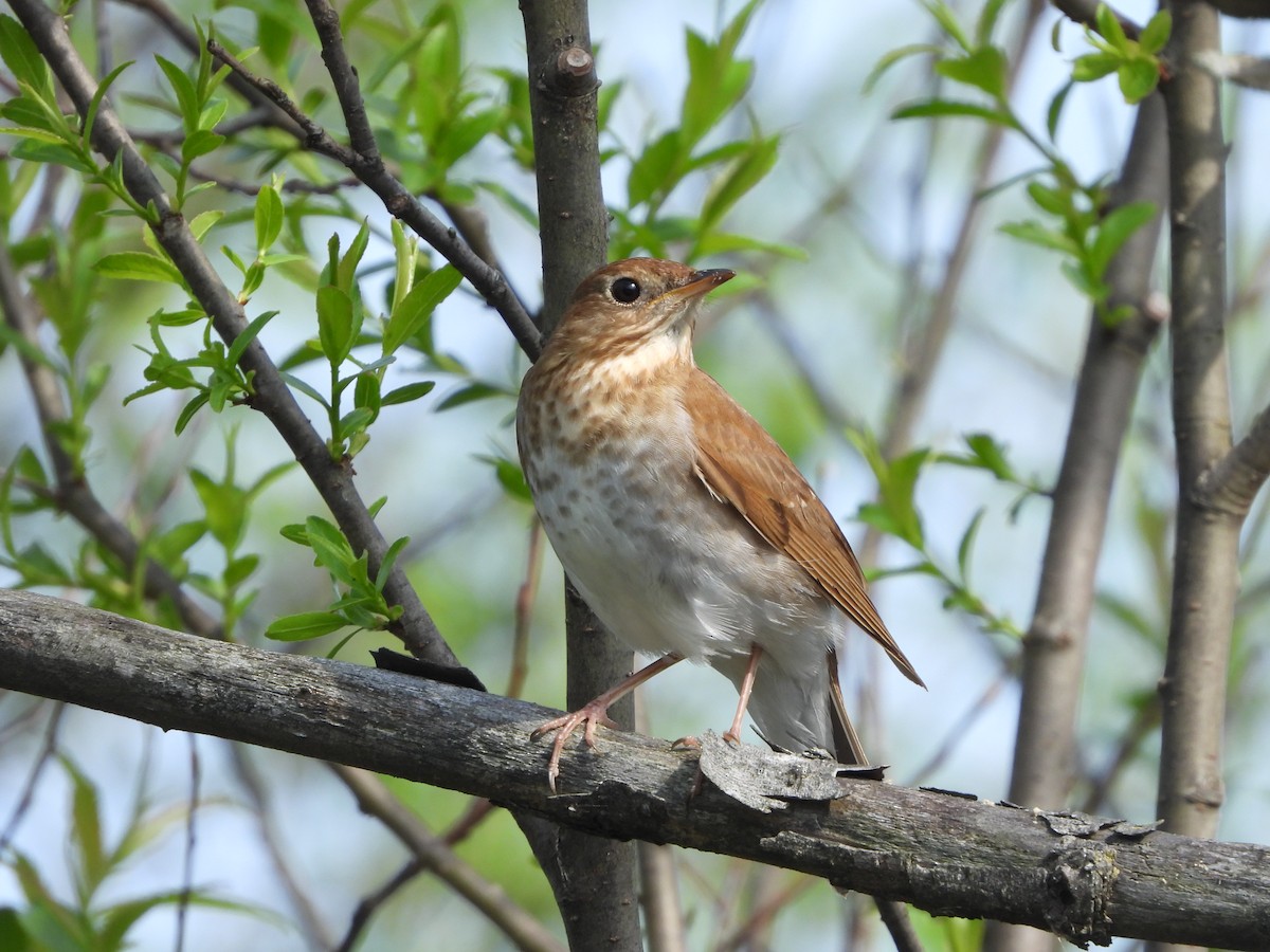 Veery - ML620303198