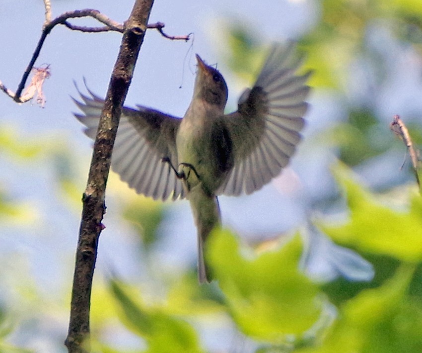 Eastern Wood-Pewee - ML620303204