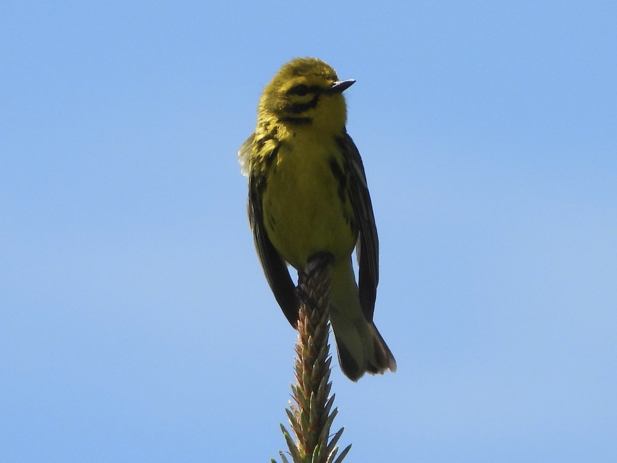 Paruline des prés - ML620303208