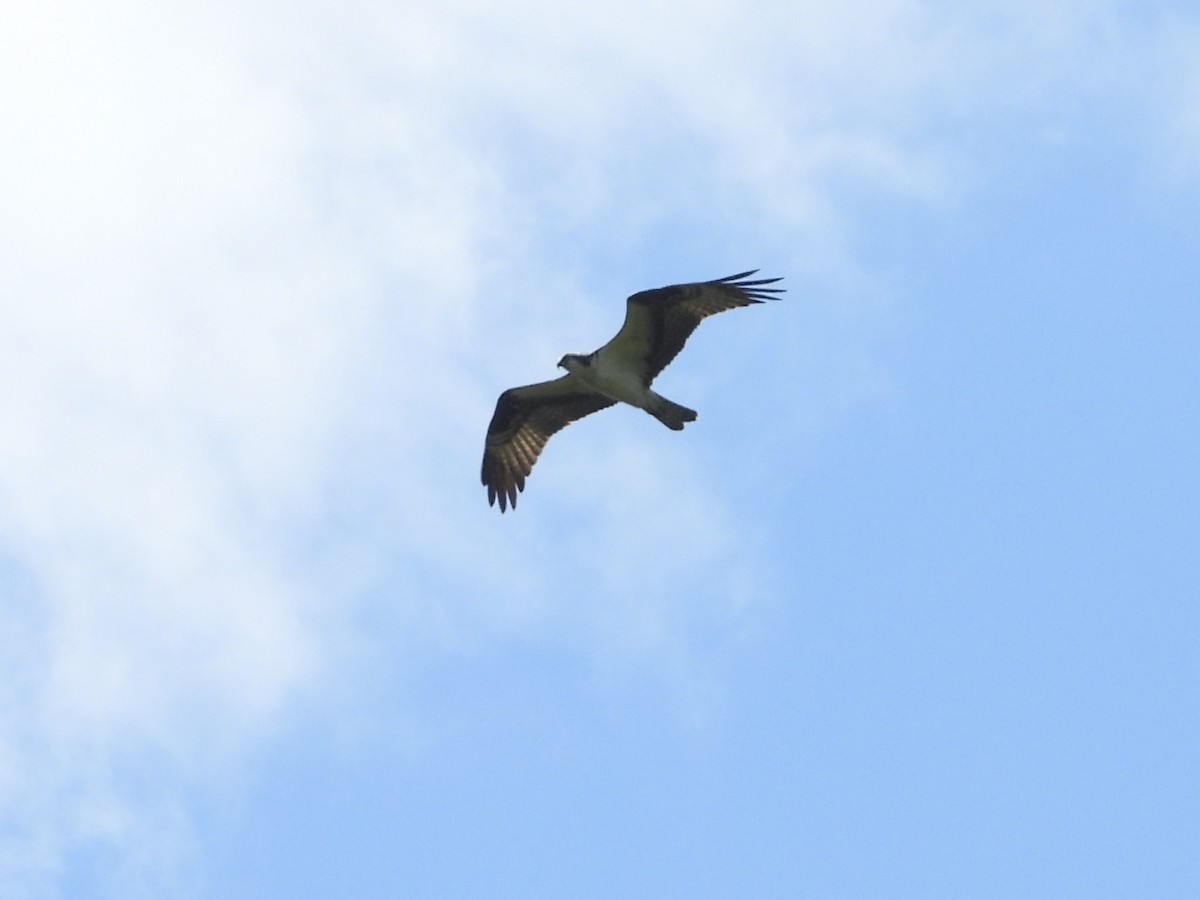 Balbuzard pêcheur - ML620303210