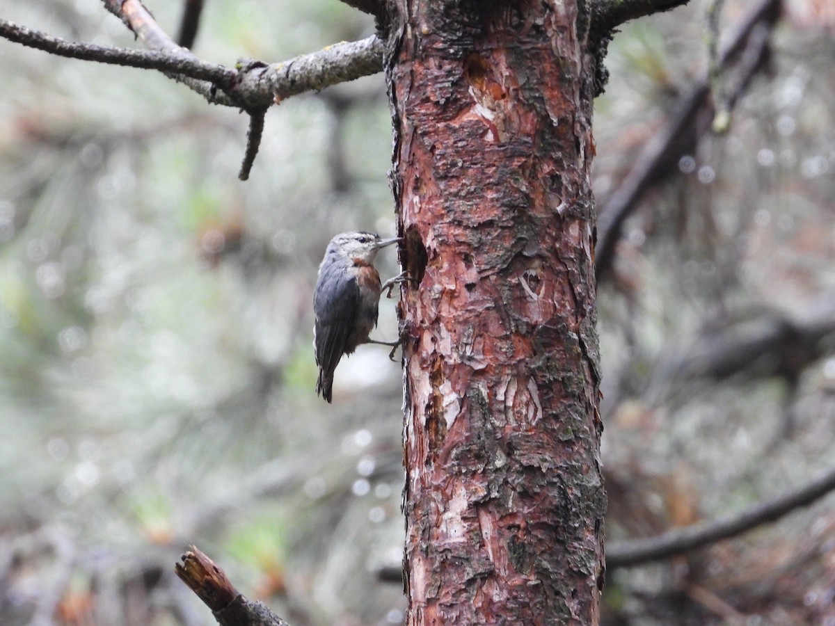 Krüper's Nuthatch - ML620303212