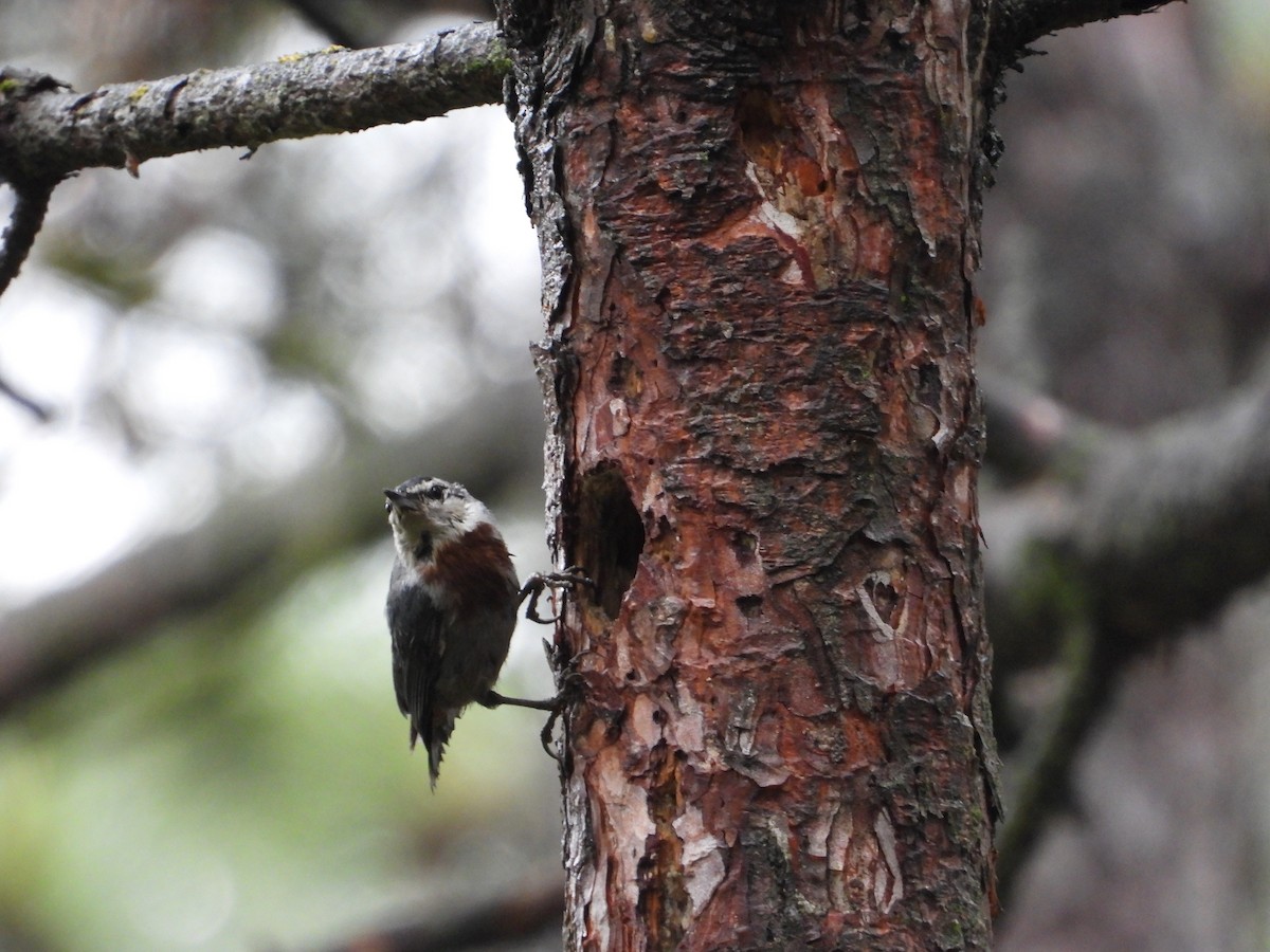 Krüper's Nuthatch - ML620303214