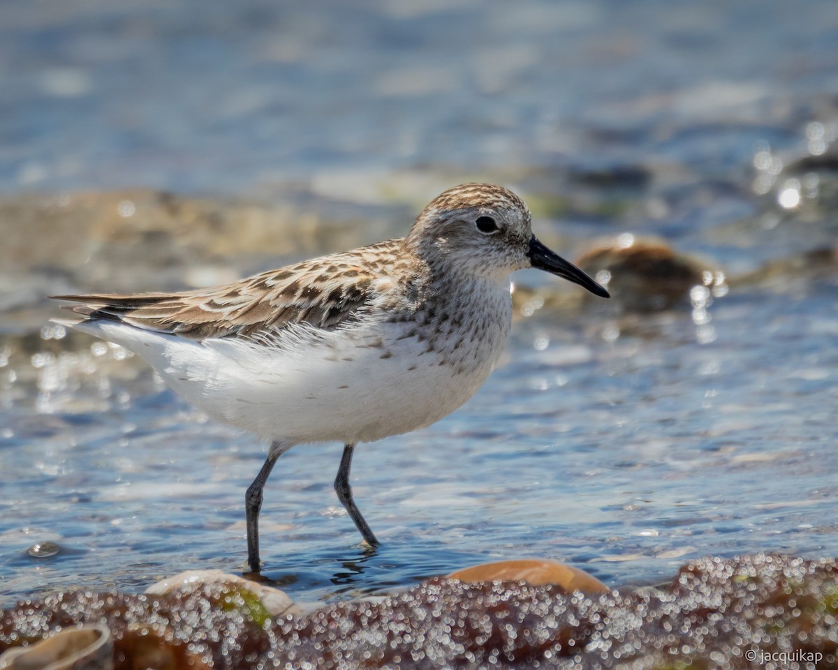 Semipalmated Sandpiper - ML620303215