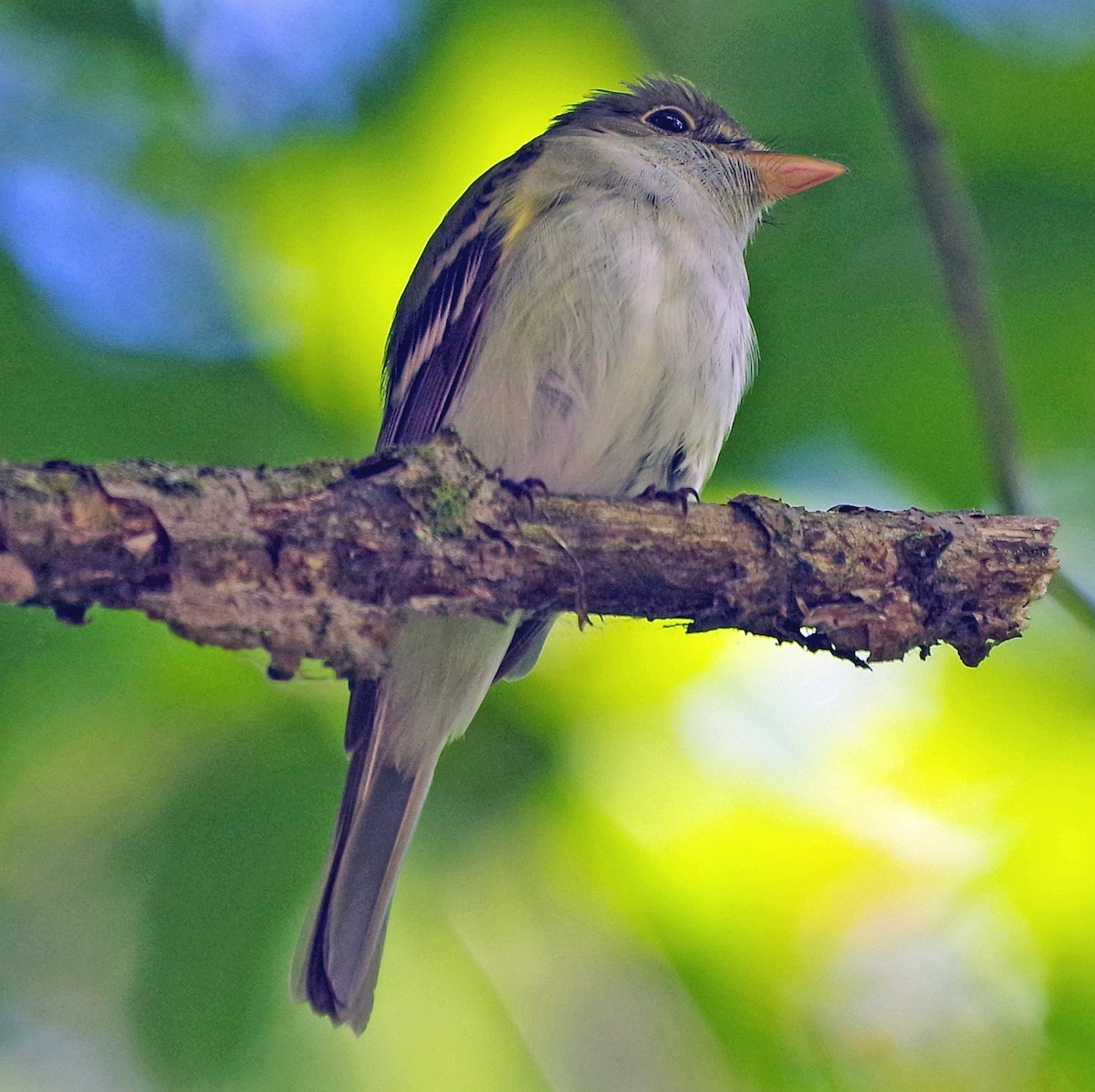 Mosquero Verdoso - ML620303220