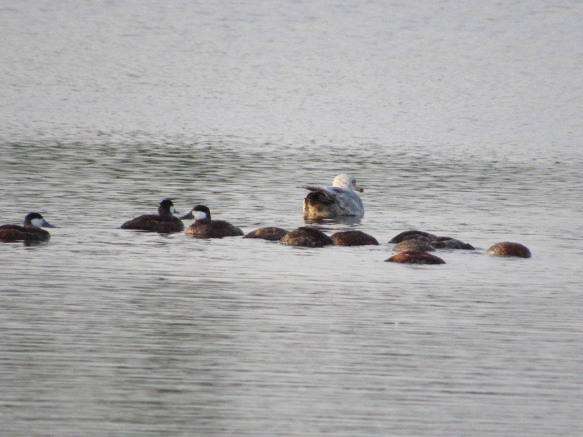 Ruddy Duck - ML620303221