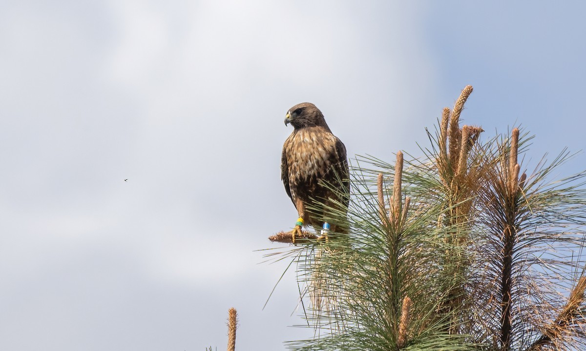 Rotschwanzbussard (calurus/alascensis) - ML620303225