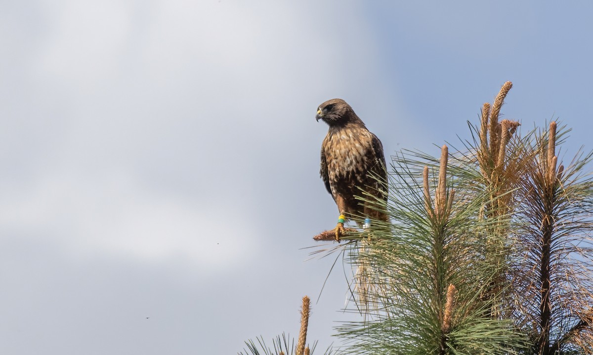 Red-tailed Hawk (calurus/alascensis) - ML620303228