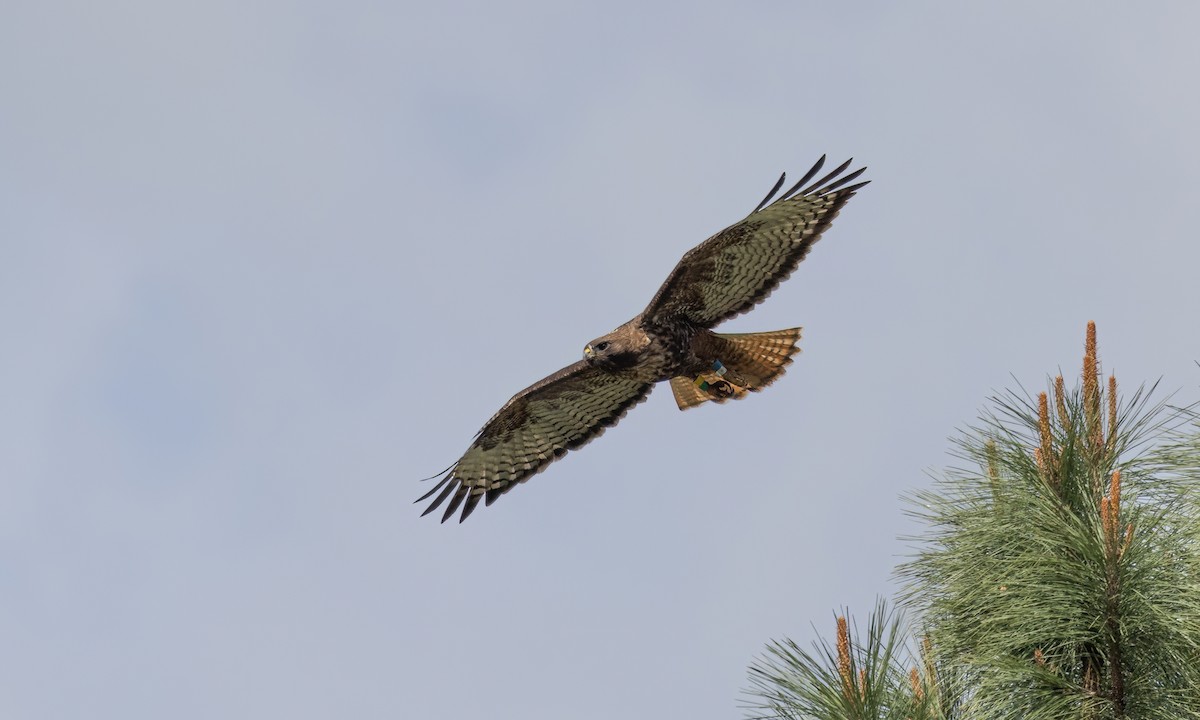 Red-tailed Hawk (calurus/alascensis) - ML620303229